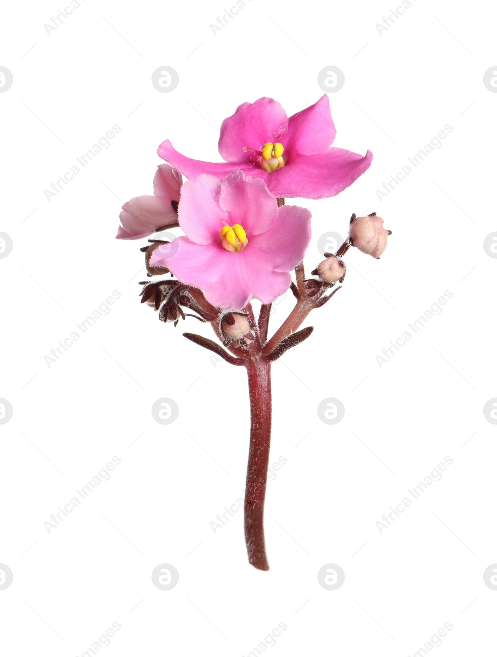 Photo of Pink violet flowers isolated on white. Delicate house plant