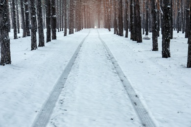 Photo of Car tire tracks on fresh snow in forest