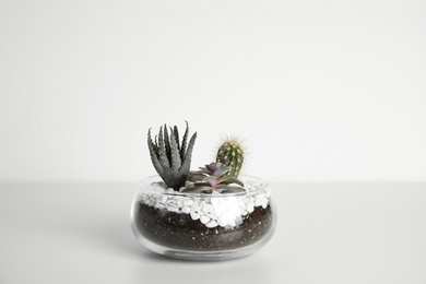 Glass florarium with different succulents on white background