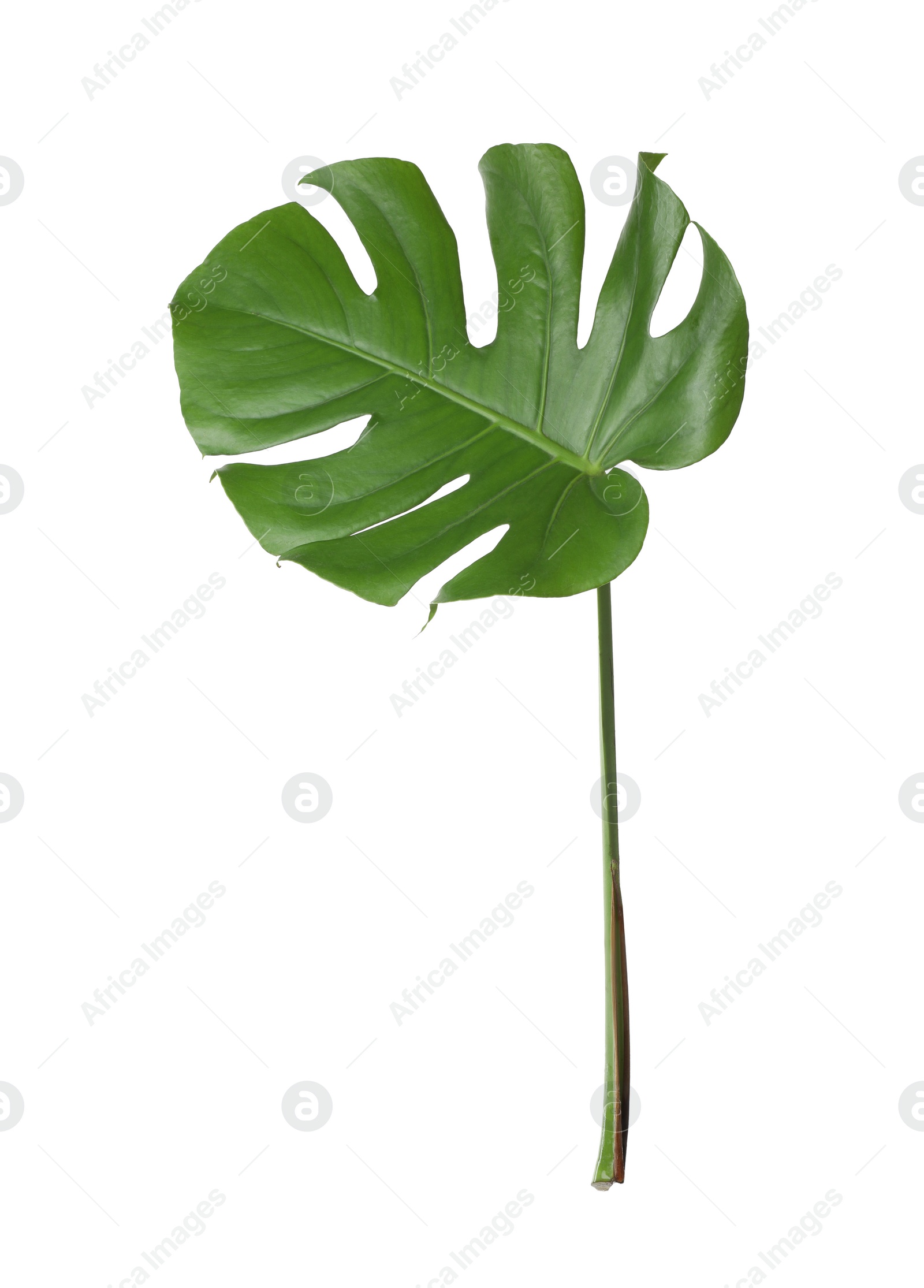 Photo of Leaf of tropical monstera plant isolated on white