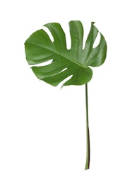 Leaf of tropical monstera plant isolated on white