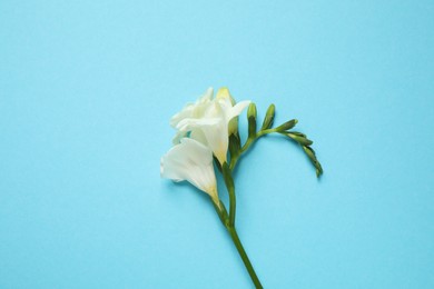 Photo of Beautiful freesia flowers on light blue background, top view