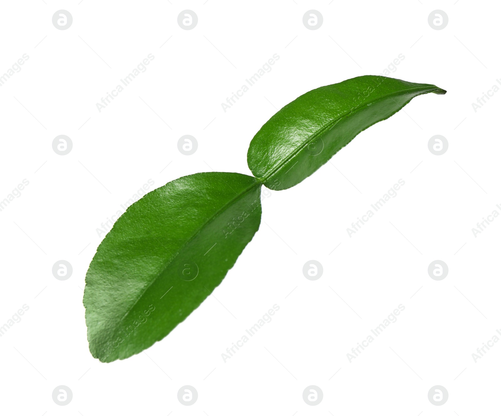 Photo of Green leaf of bergamot plant isolated on white