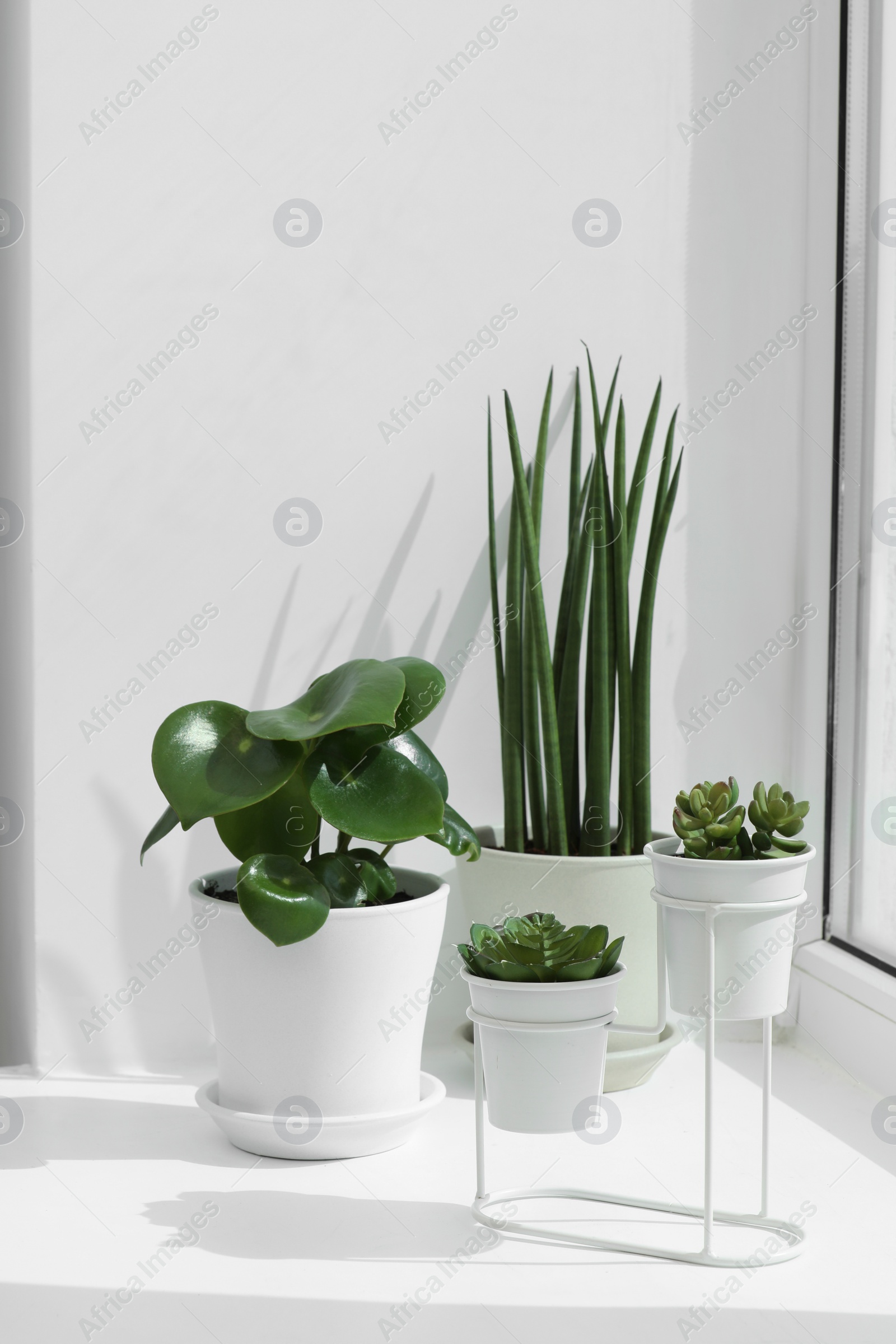 Photo of Many beautiful potted houseplants on windowsill indoors