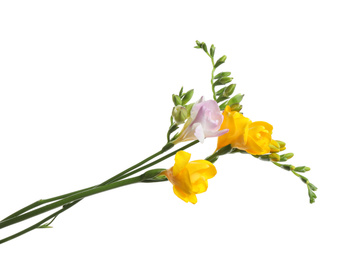 Beautiful colorful freesia flowers on white background