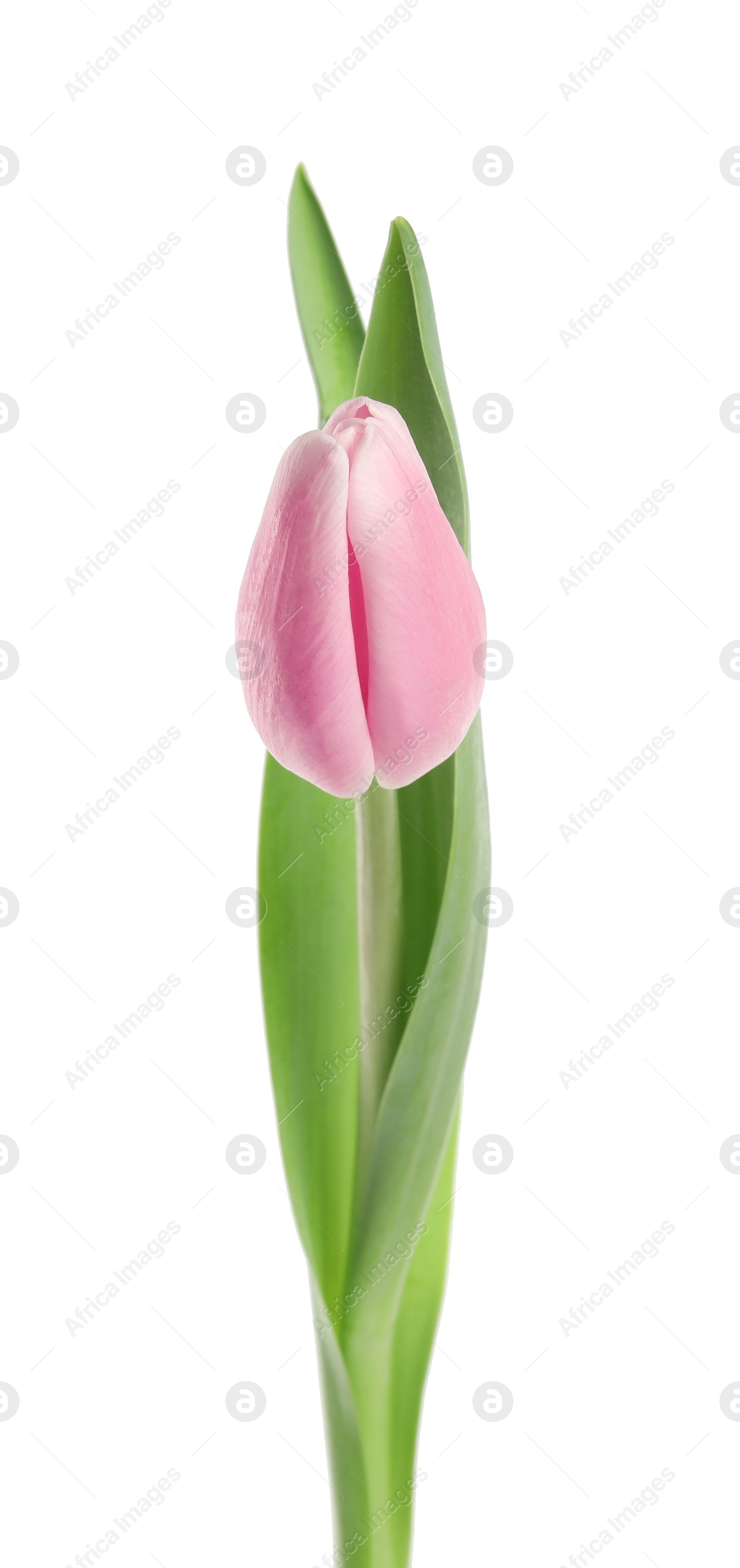 Photo of Beautiful pink spring tulip on white background