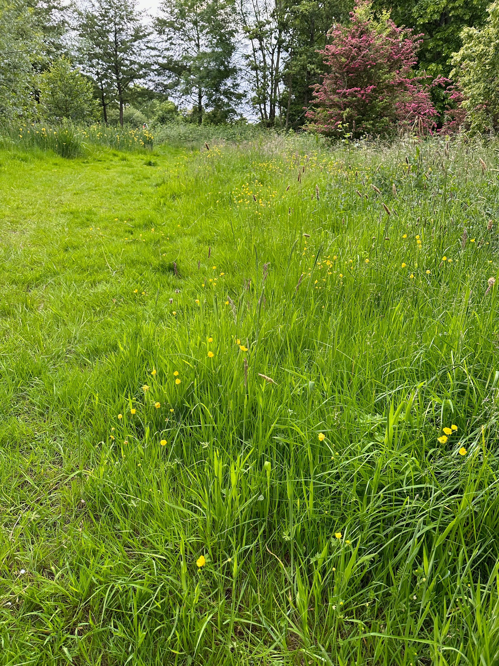 Photo of Fresh green grass growing outdoors on spring day