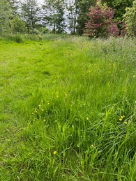 Photo of Fresh green grass growing outdoors on spring day