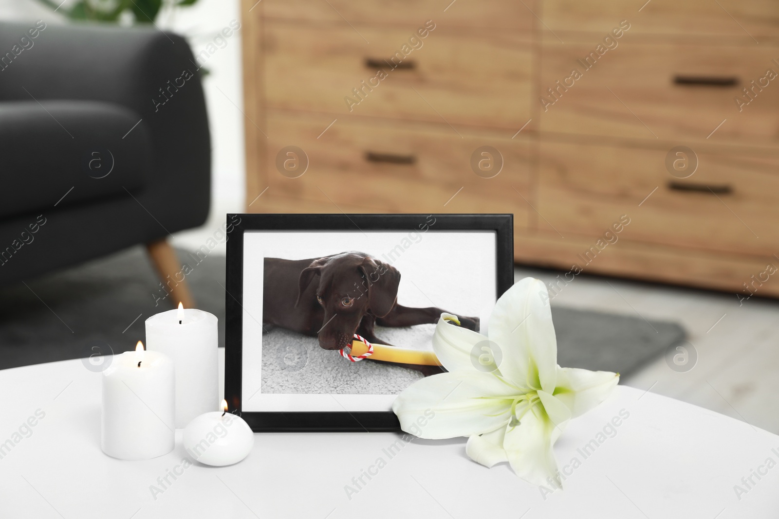 Photo of Pet funeral. Frame with picture of dog, burning candles and lily flower on white table indoors