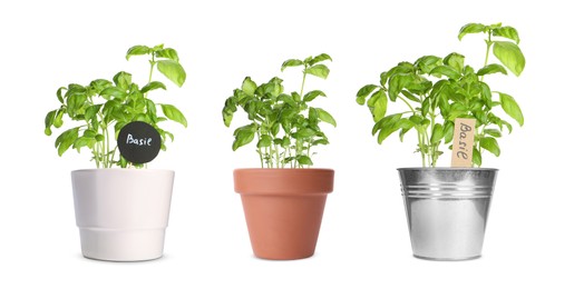 Image of Basil growing in different pots isolated on white