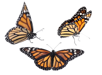 Image of Set of beautiful monarch butterflies on white background