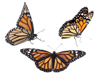 Set of beautiful monarch butterflies on white background