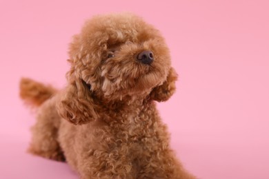 Cute Maltipoo dog on pink background, space for text. Lovely pet