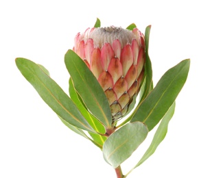 Photo of Beautiful protea flower on white background. Tropical plant