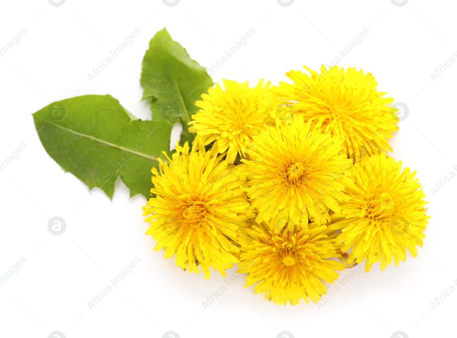 Photo of Beautiful yellow dandelions with leaves on white background, top view