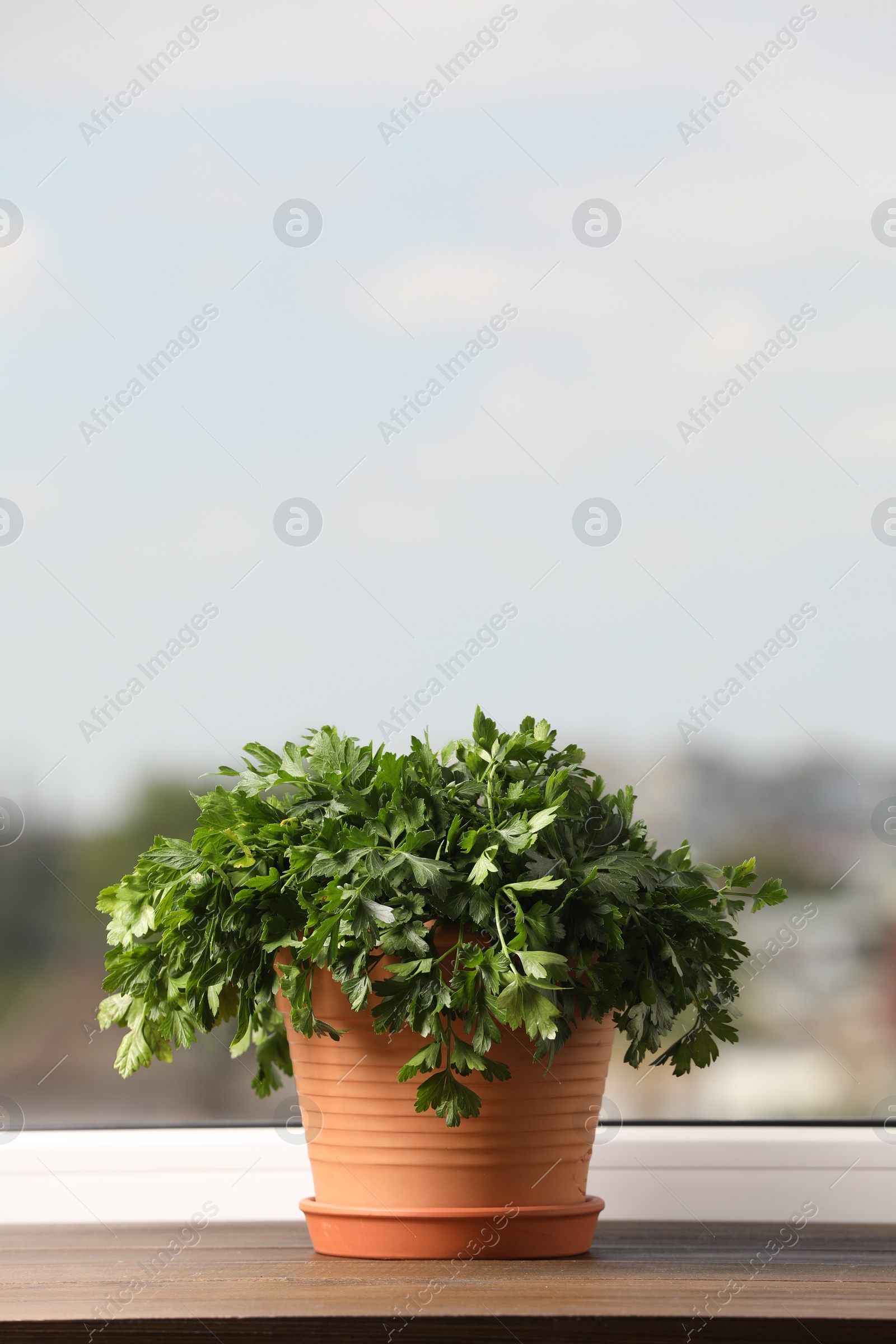 Photo of Aromatic parsley growing in pot on window sill. Space for text