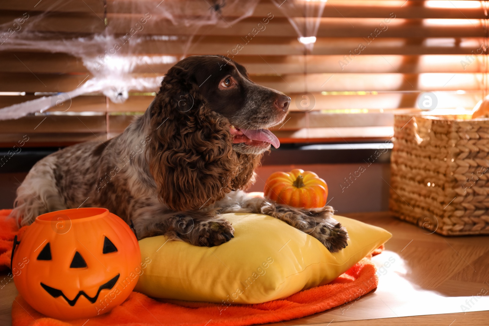 Photo of Adorable English Cocker Spaniel with Halloween trick or treat bucket on blanket indoors