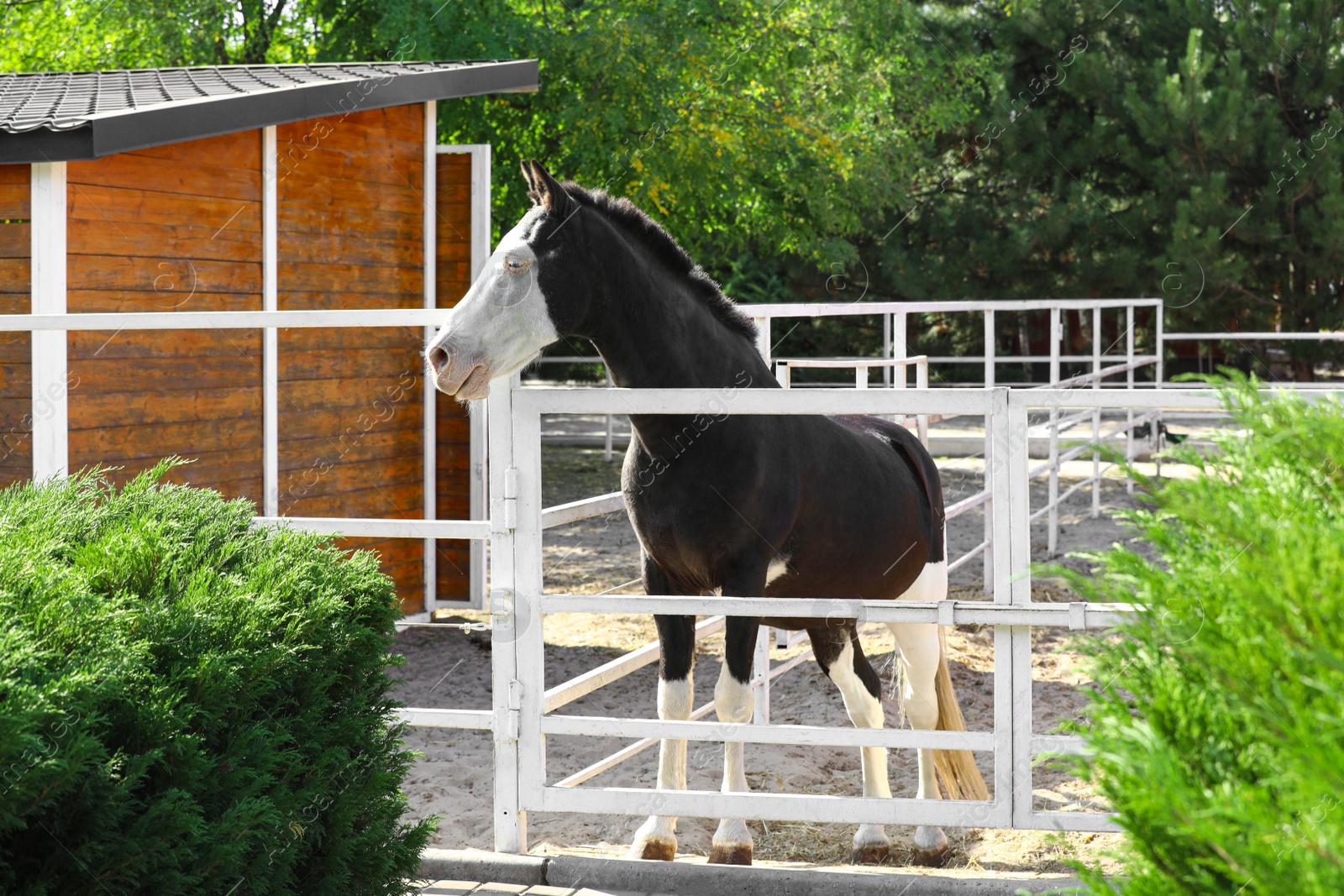 Photo of Splashed white horse at light fence outdoors