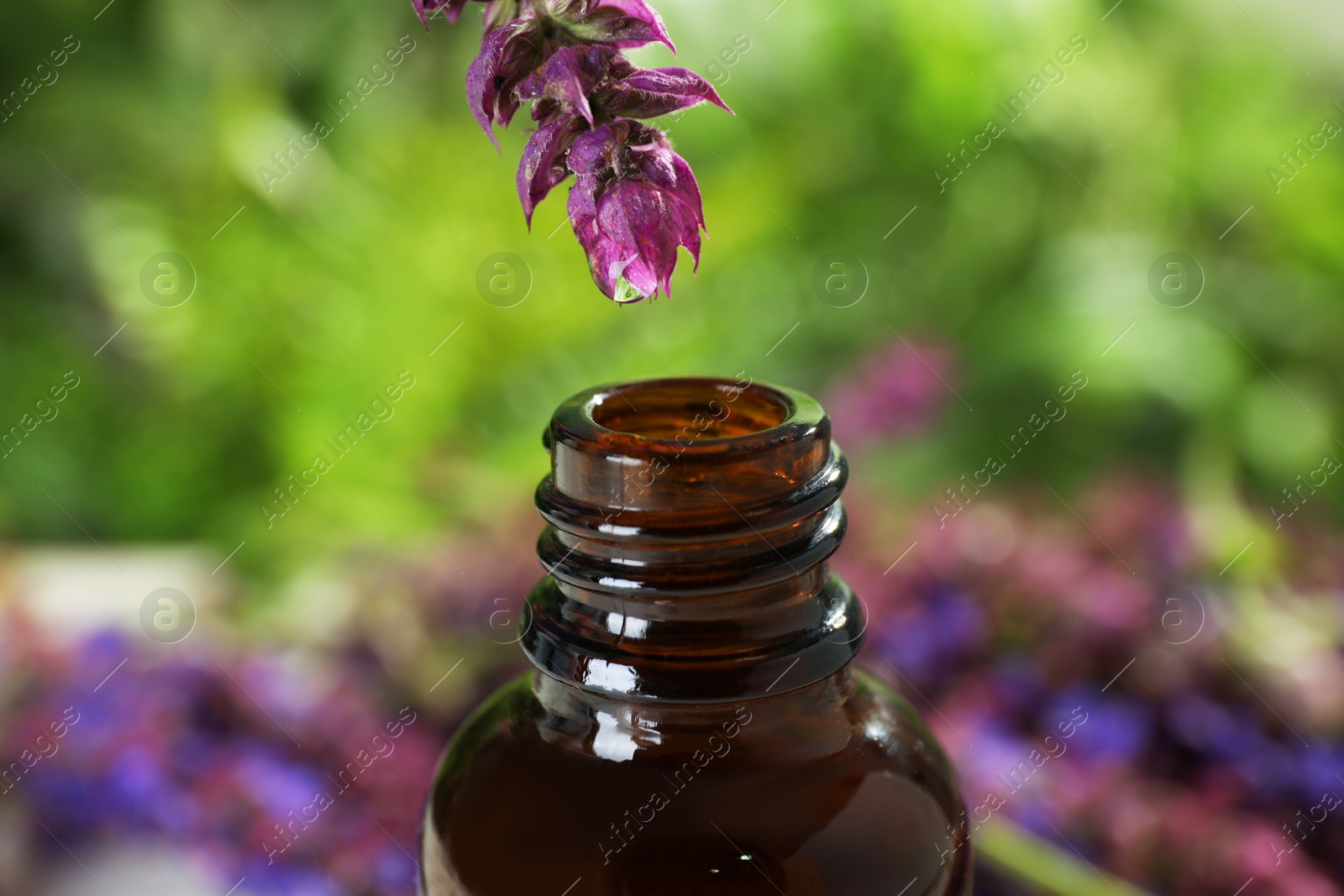 Photo of Essential oil dripping from sage flower into glass bottle on blurred background, closeup