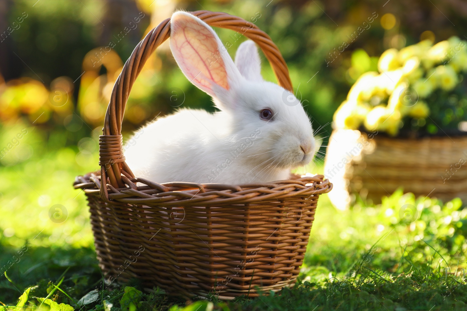 Photo of Cute white rabbit in wicker basket on grass outdoors. Space for text