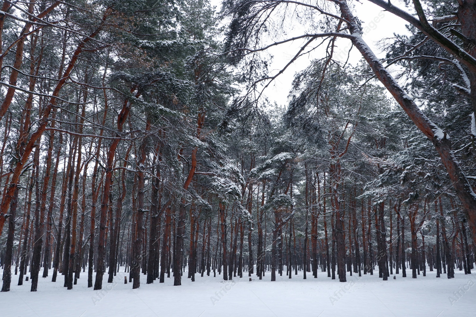 Photo of Picturesque view of beautiful forest covered with snow