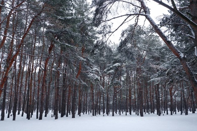 Photo of Picturesque view of beautiful forest covered with snow