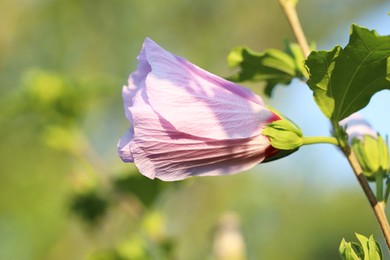 Photo of Beautiful pink hibiscus bud growing outdoors, closeup