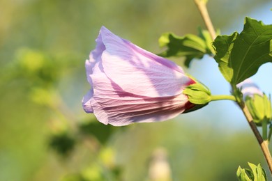 Beautiful pink hibiscus bud growing outdoors, closeup