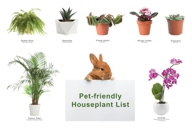 List of pet-friendly houseplants on white background