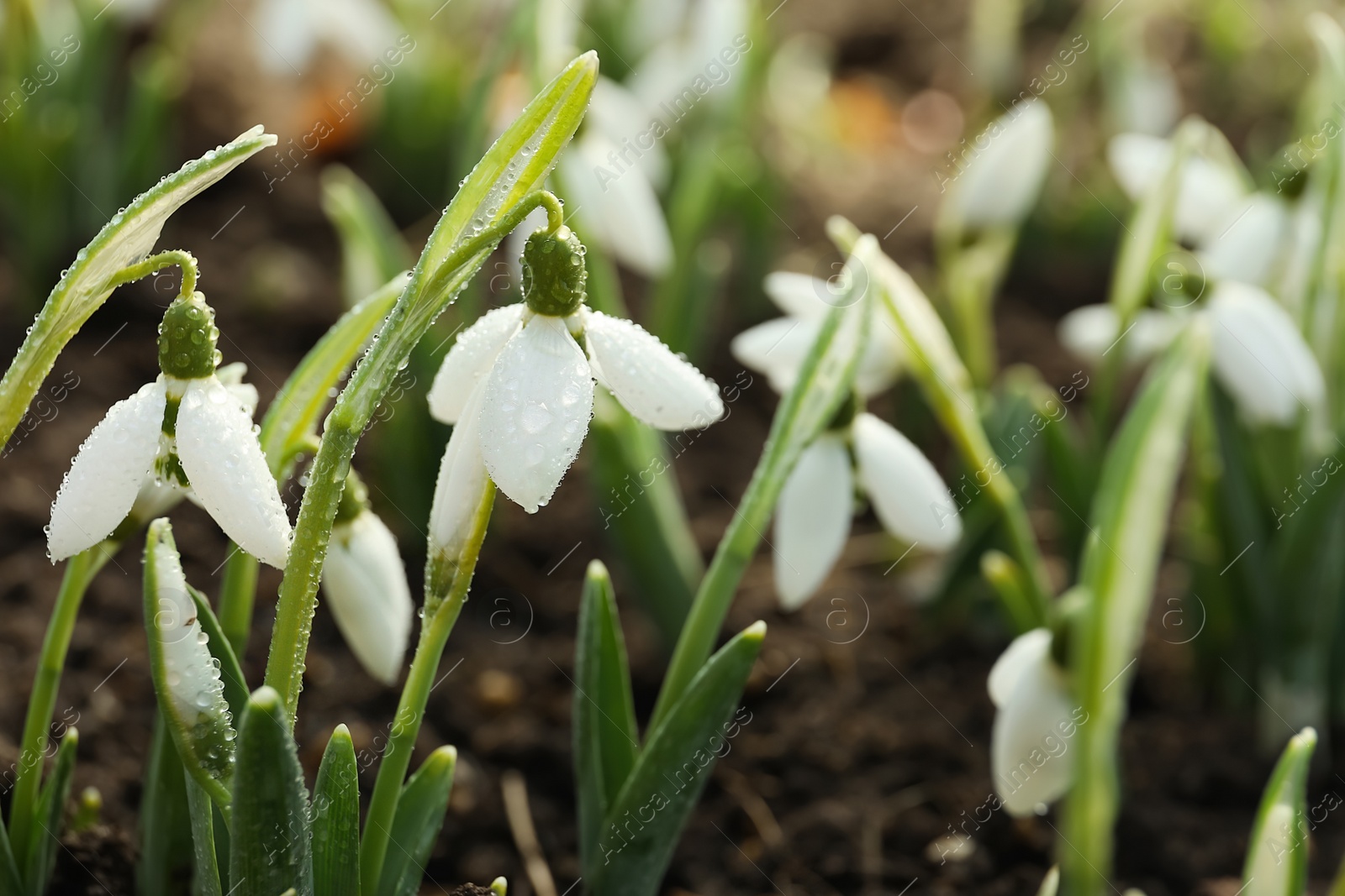 Photo of Beautiful snowdrops covered with dew outdoors. Early spring flowers