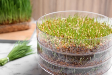 Photo of Wheat grass in sprouter on table, closeup with space for text