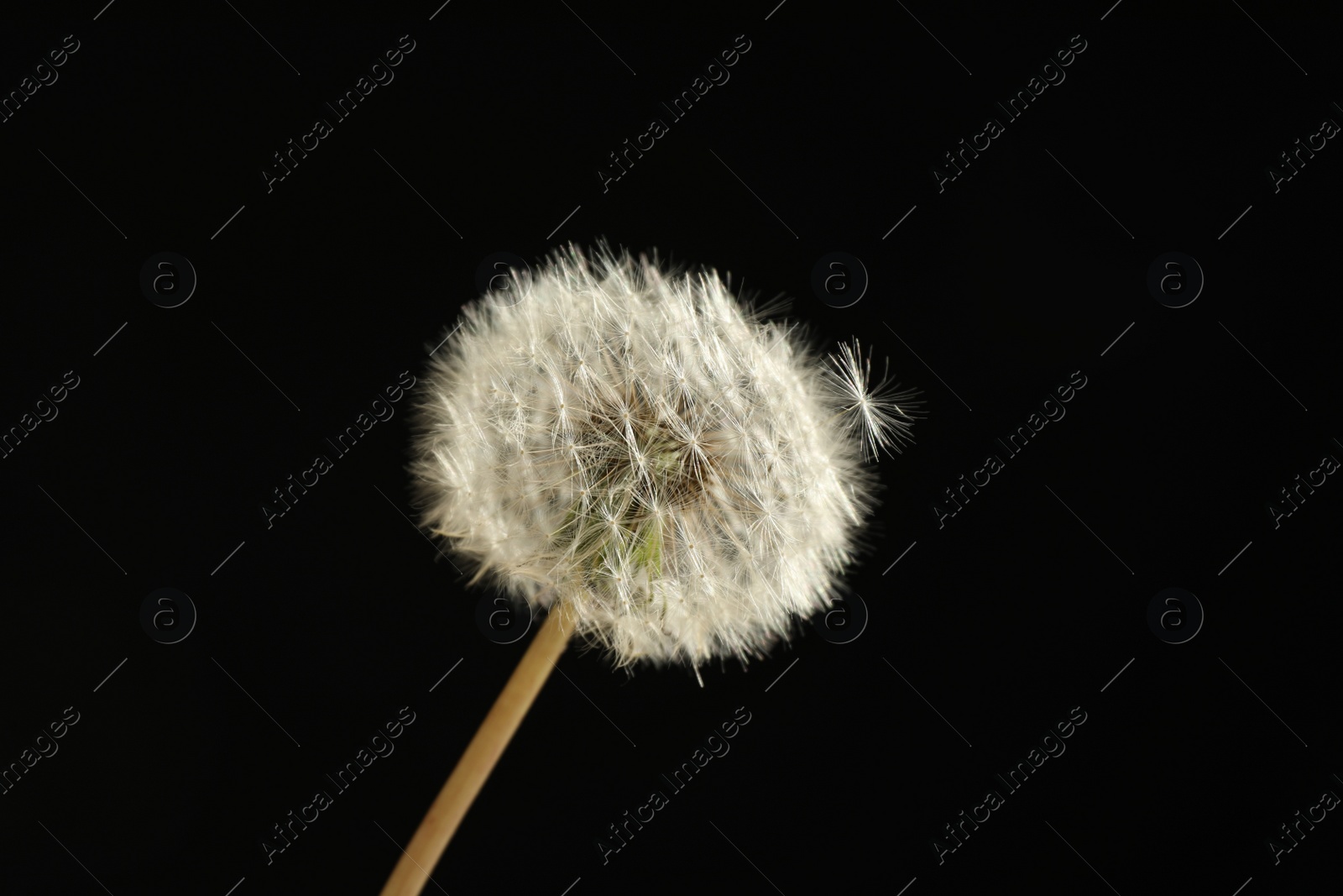 Photo of Beautiful fluffy dandelion flower on black background