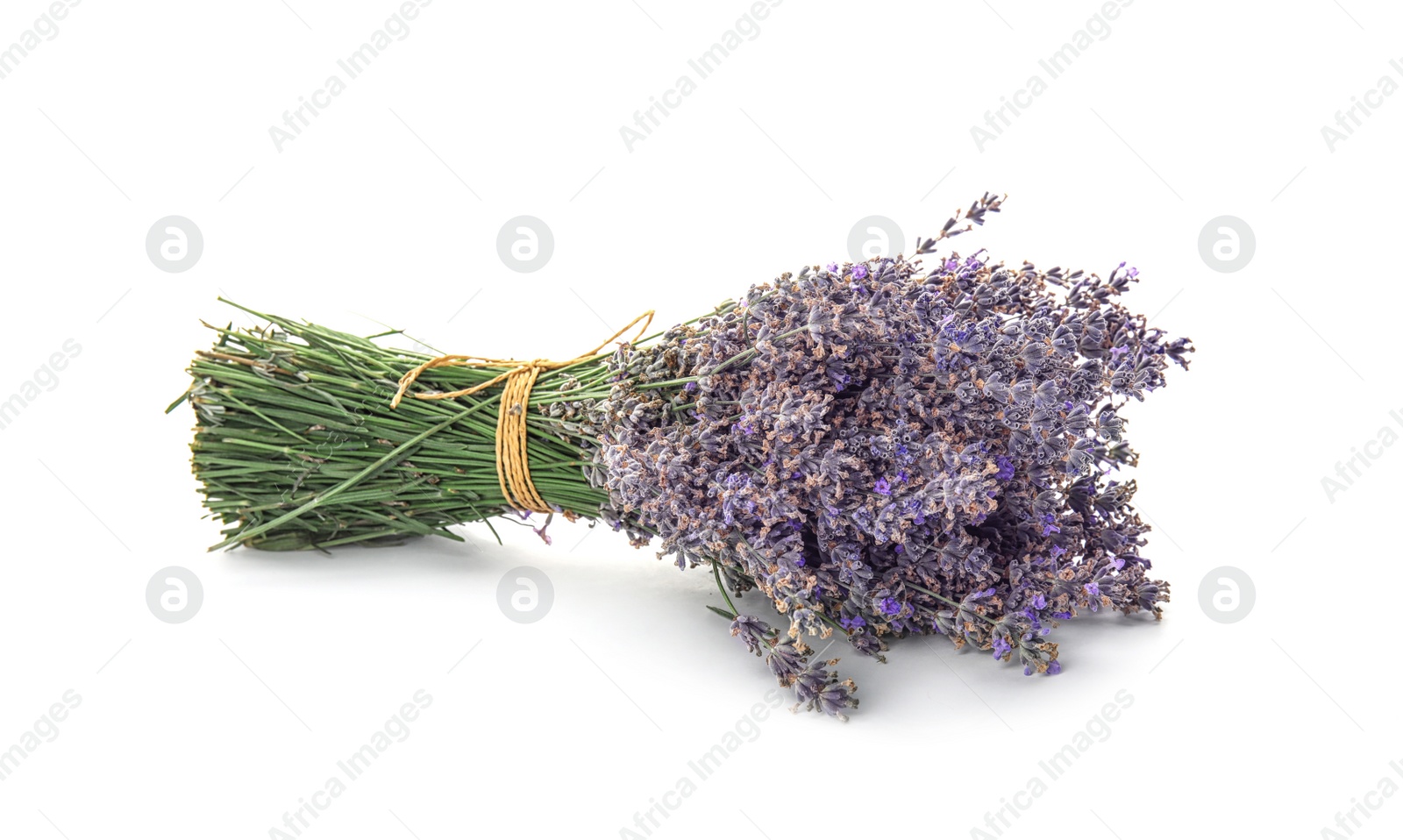 Photo of Beautiful blooming lavender flowers on white background