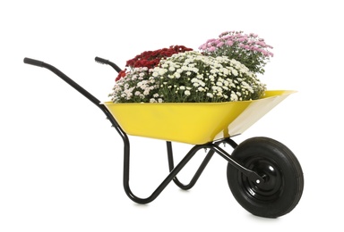 Beautiful potted chrysanthemum flowers in garden cart on white background
