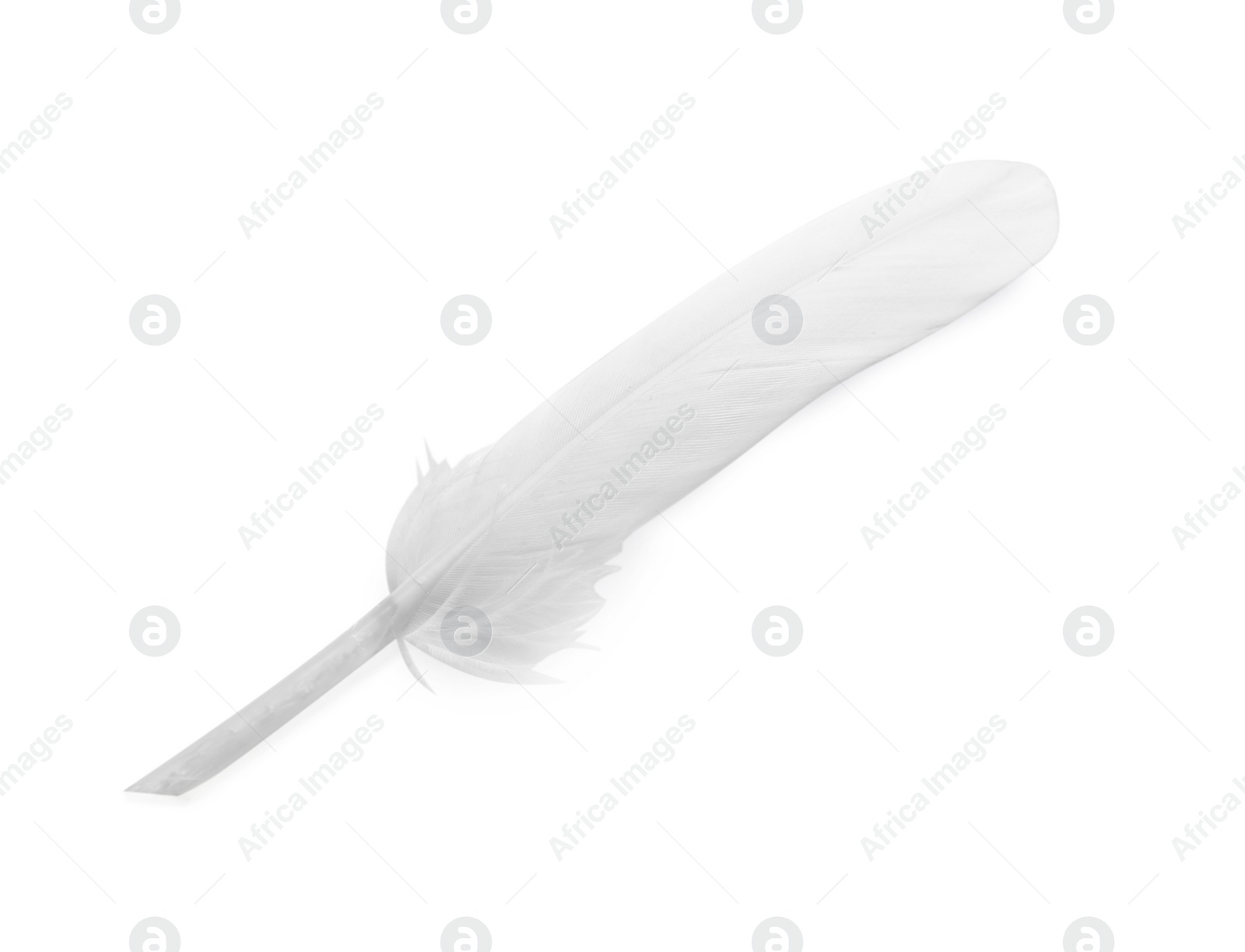 Photo of Big beautiful fluffy feather isolated on white