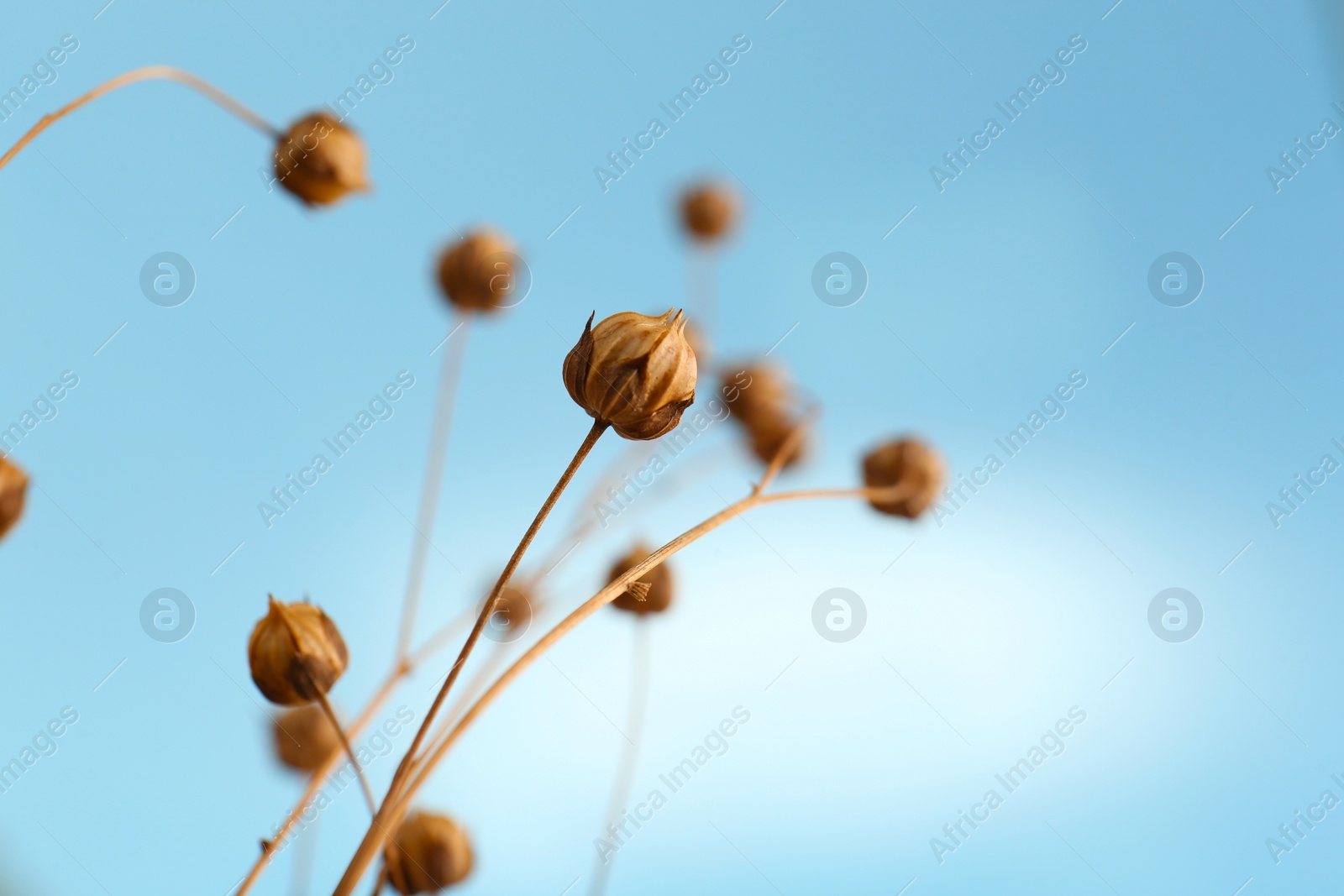 Photo of Beautiful dry flax plants against blurred background, closeup. Space for text