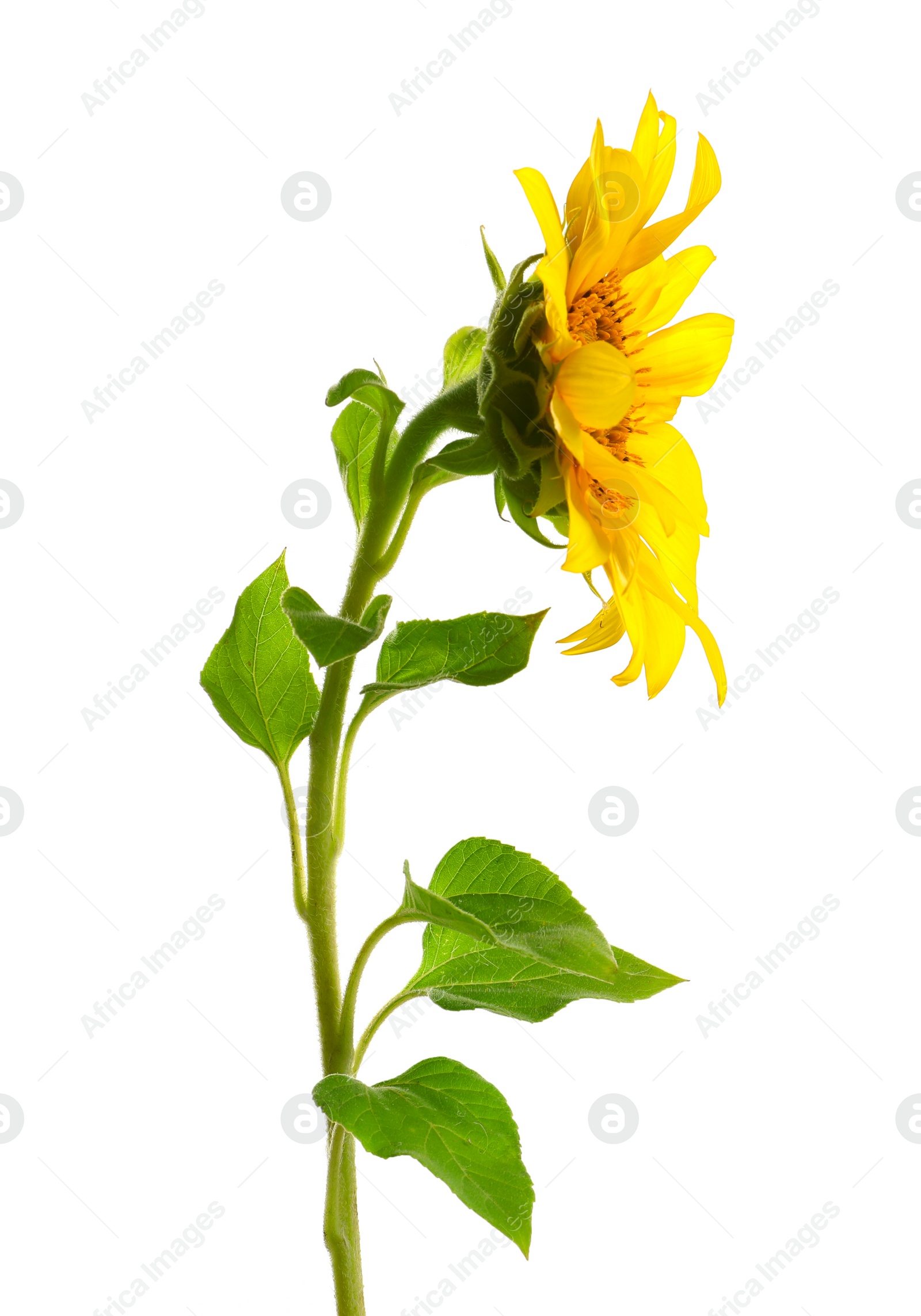 Photo of Beautiful bright yellow sunflower on white background