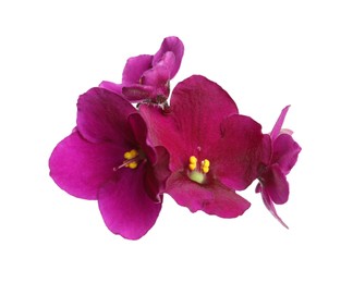 Photo of Pink violet flowers isolated on white. Delicate house plant