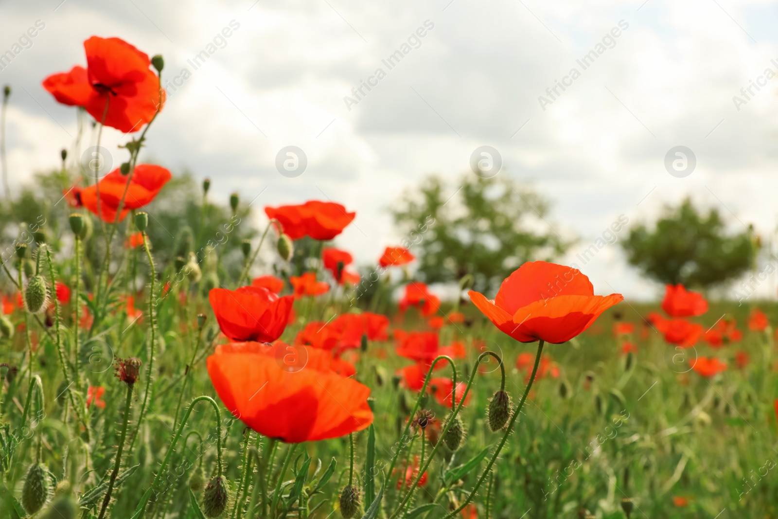 Photo of Beautiful red poppy flowers growing in field, closeup