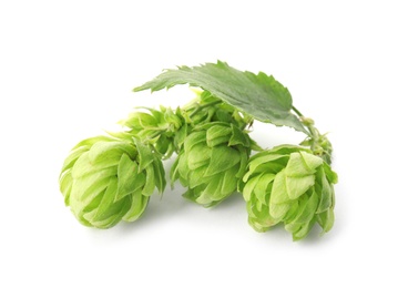 Photo of Fresh green hops on white background. Beer production