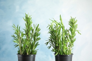 Pots with aromatic rosemary on light blue background