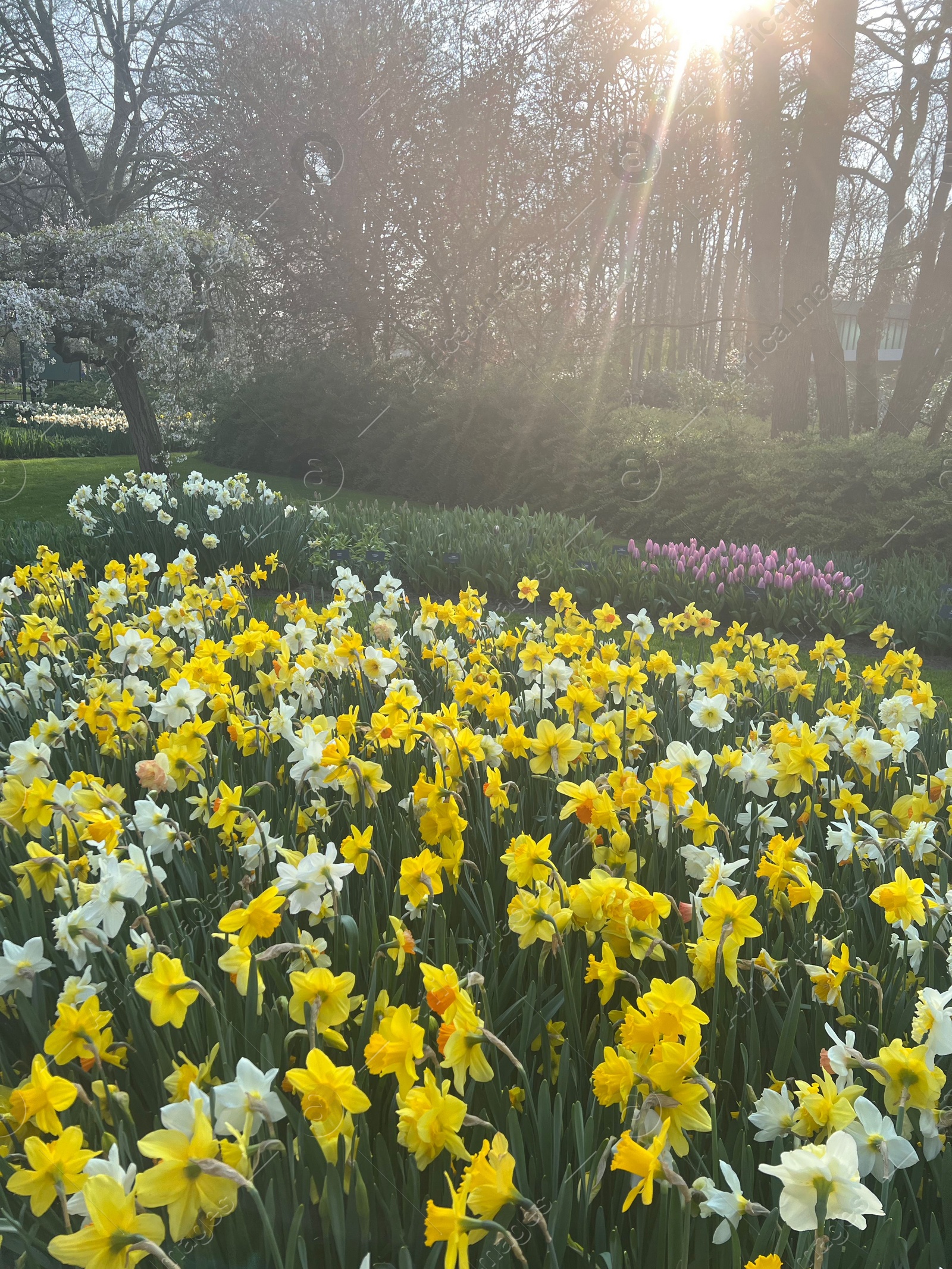 Photo of Beautiful colorful daffodil flowers growing in park