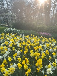 Photo of Beautiful colorful daffodil flowers growing in park