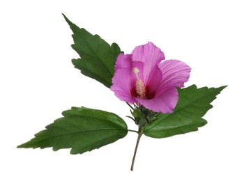 Photo of Beautiful tropical Hibiscus flower on white background