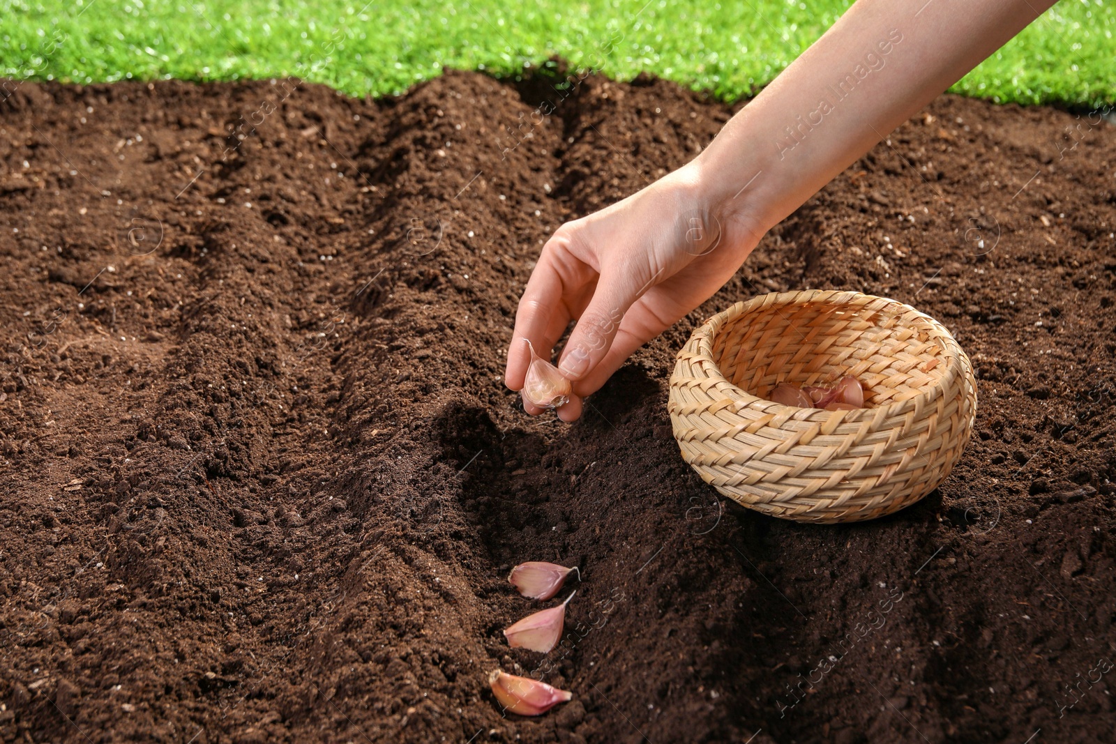 Photo of Woman planting garlic cloves into fertile soil outdoors, closeup