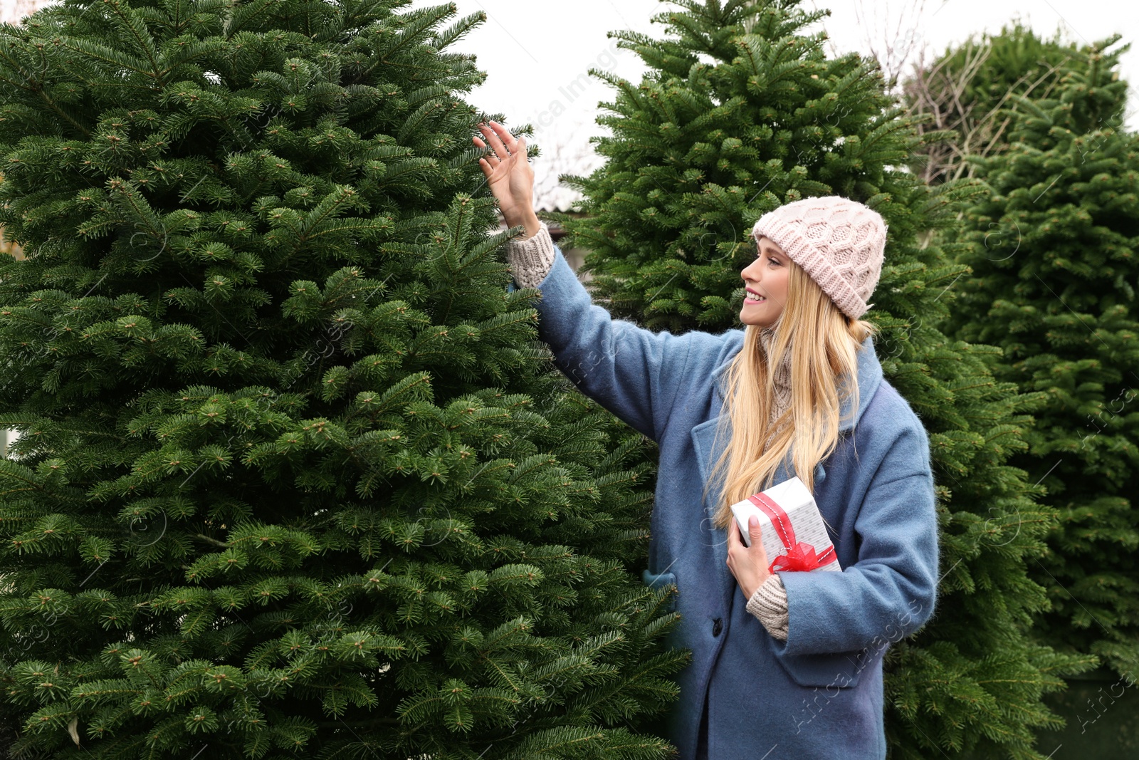 Photo of Woman choosing plants at Christmas tree farm. Space for text