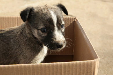 Photo of Stray puppy in cardboard box outdoors, closeup. Baby animal