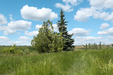 Beautiful view of field with coniferous trees on sunny day