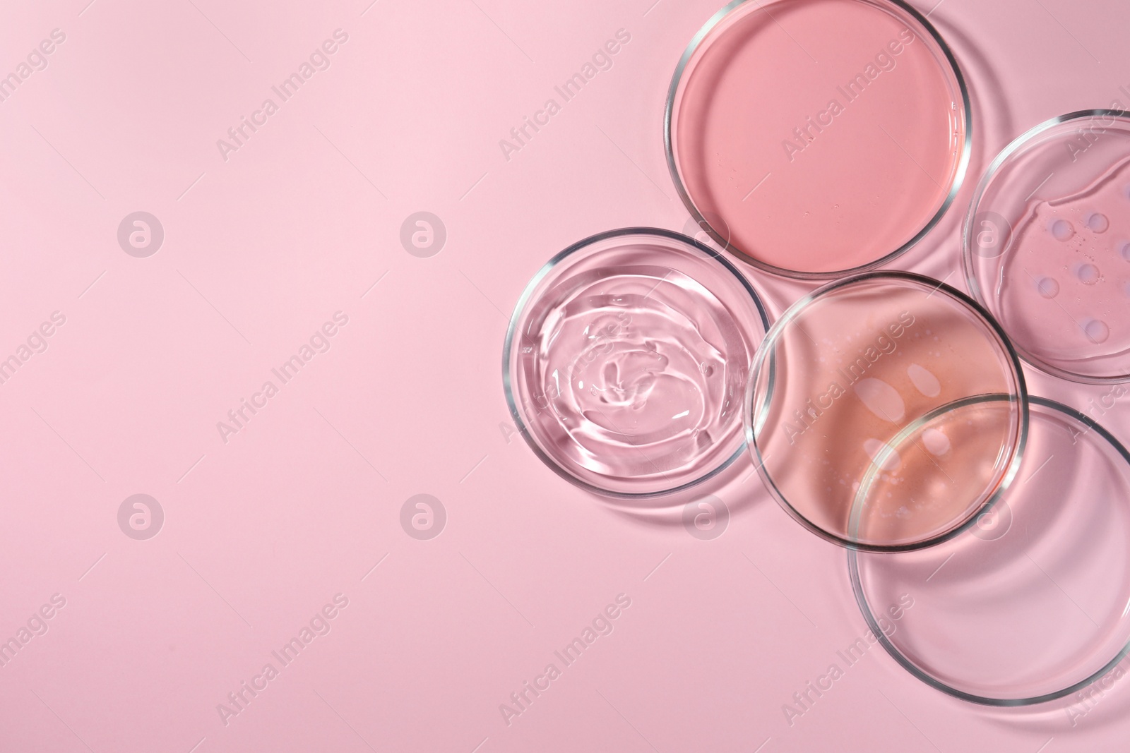 Photo of Petri dishes with liquids on pale pink background, flat lay. Space for text