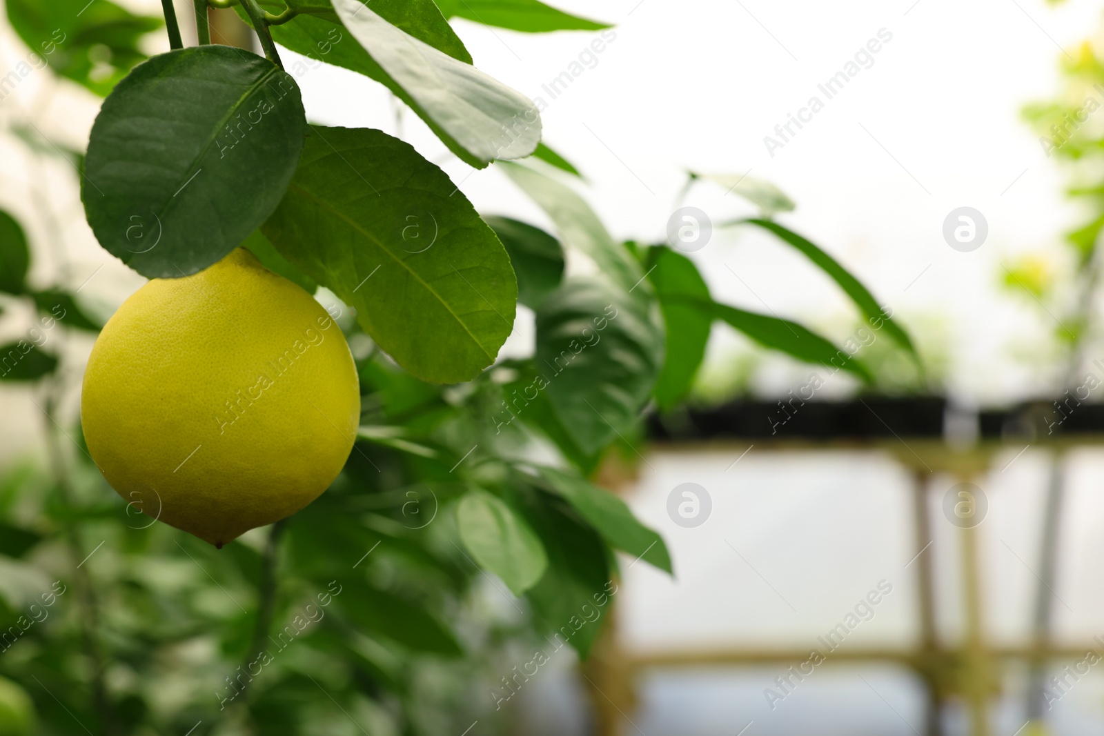 Photo of Lemon tree with ripe fruit in greenhouse, space for text